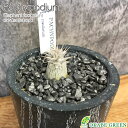 【店内全品ポイント2倍】 母の日 鉢植え ギフト プレゼント 観葉植物 小さい パキポディウム ロスラーツム 選べる樹形 【現品】 3号 ラッピング無料 黒陶器...