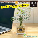 【店内全品ポイント2倍】 母の日 鉢植え ギフト プレゼント 観葉植物 ハイドロカルチャー テーブルヤシ ベージュゼオライト 土を使わない ミニ 観葉 誕生日 ...