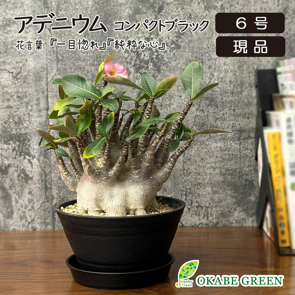乐天商城 - 観葉植物 アデニウム コンパクトブラック ルートカット 【現品】 6号 黒セラアート鉢 ラッピング無料 塊根植物 多肉植物 コーデックス 人気 おしゃれ 鉢植え お祝い 誕生日 父の日 ギフト プレゼント 贈り物 [黒5]