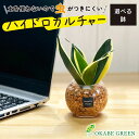 【店内全品ポイント2倍】 母の日 鉢植え ギフト プレゼント 観葉植物 ハイドロカルチャー サンスベリア オレンジゼオライト 土を使わない ミニ 観葉 誕生日 ...