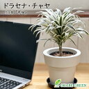 【店内全品2個で10%OFFクーポン配布】 観葉植物 ドラセナ チャヤ 5号 ラッピング無料 白プラスチック鉢 黒皿付 おしゃれ お祝い 誕生日 ギフト プレゼ...