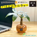 【店内全品ポイント2倍】 母の日 鉢植え ギフト プレゼント 観葉植物 ハイドロカルチャー パキラ オレンジゼオライト 土を使わない ミニ 観葉 誕生日 初心者...