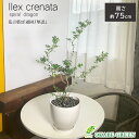 【店内全品ポイント2倍】 母の日 鉢植え ギフト プレゼント 観葉植物 小さい 雲龍ツゲ スパイラルドラゴン 7号 白エッグ型陶器鉢 黒デコジャリ大 受皿付 お...