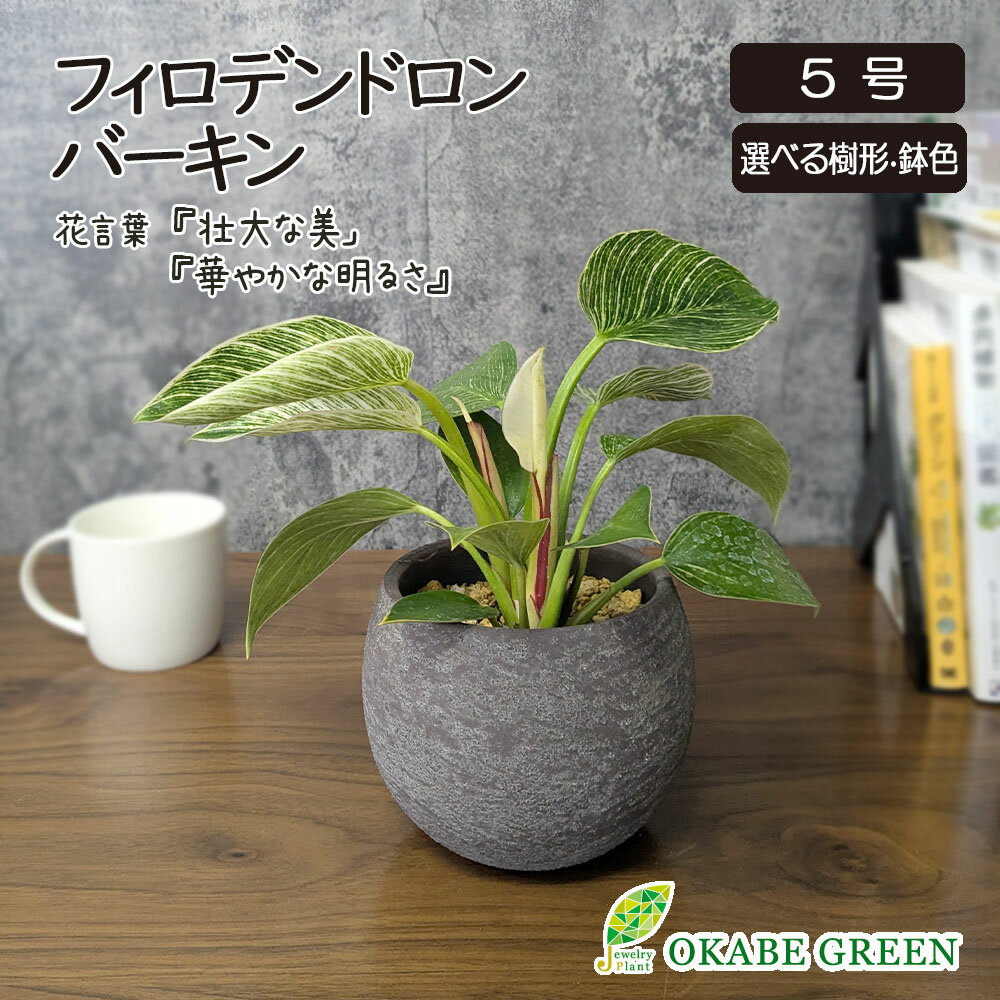母の日 観葉植物 種類 室内 フィロデンドロン バーキン 5号 選べる樹形 丸陶器鉢 ラッピング無料 選べる鉢色 おしゃれ お祝い お歳暮 プレゼント 誕生日 ギフト お祝い 贈り物 インテリア 人気 送料無料