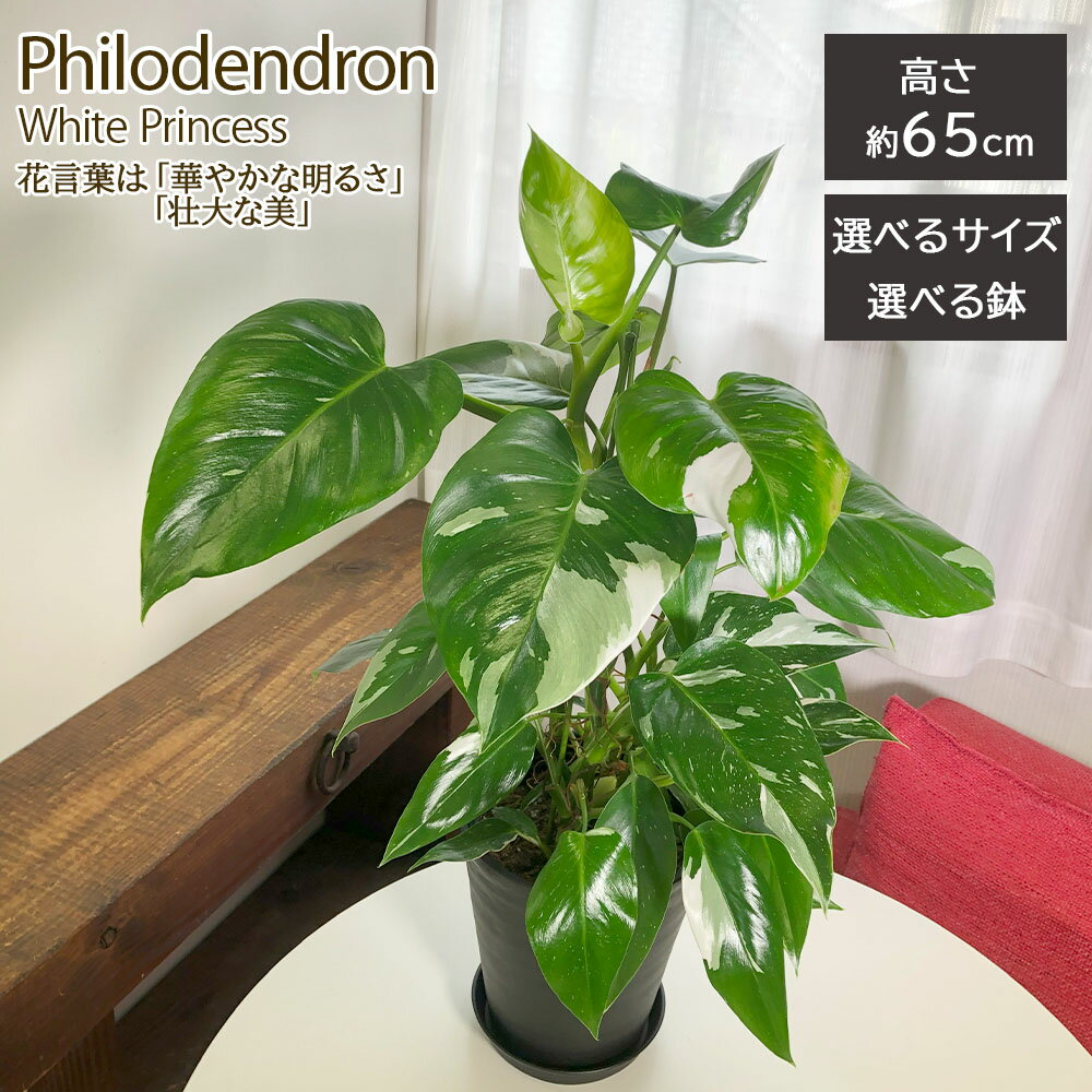【2個同時購入5％OFFクーポン配布中】 観葉植物 フィロデンドロン ホワイトプリンセス 斑入り 選 ...