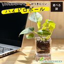 【店内全品ポイント2倍】 母の日 鉢植え ギフト プレゼント 観葉植物 ハイドロボール ハイドロカルチャー ポトス 土をつかわない ミニ観葉 誕生日 初心者 小...
