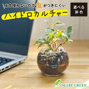 【店内全品ポイント2倍】 母の日 鉢植え ギフト プレゼント 観葉植物 ハイドロボール ハイドロカルチャー アイビー ヘデラ 土をつかわない ミニ観葉 誕生日 ...