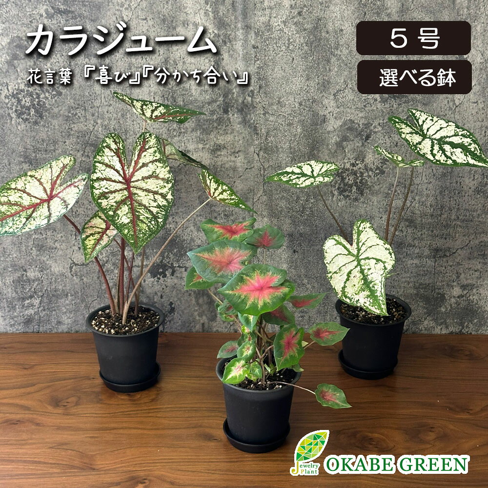 観葉植物 お中元 カラジューム 5号 選べる鉢 選べる葉色 ラッピング無料 おしゃれ 鉢植え 人気 お祝い 父の日 ギフト プレゼント 誕生日 開店祝 引越祝 インテリア 送料無料