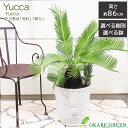 【店内全品2個で10%OFFクーポン配布】 観葉植物 大型 ソテツ 【現品】 ラッピング無料 選べる樹形 選べるサイズ 10号 11号 選べる鉢 アンティーク調...