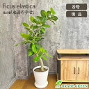 【店内全品2個で10%OFFクーポン配布】 観葉植物 小さい ゴムの木 ベンガレンシス 幹曲がり 【現品】 ラッピング無料 8号 白セラアート鉢 受皿付 ベンガ...
