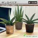 母の日 鉢植え ギフト プレゼント 観葉植物 小さい サンスベリア ミニ 3.5号 選べる品種 ラッピング無料 選べる鉢 ボンセレンシス フランシー グラシリス...