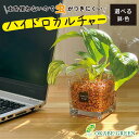 【店内全品ポイント2倍】 母の日 鉢植え ギフト プレゼント 観葉植物 ハイドロカルチャー ポトス オレンジゼオライト 土を使わない ミニ 観葉 誕生日 初心者...