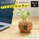 【店内全品ポイント2倍】 母の日 鉢植え ギフト プレゼント 観葉植物 ハイドロカルチャー アイビー オレンジゼオライト 土を使わない ミニ 観葉 誕生日 初心...
