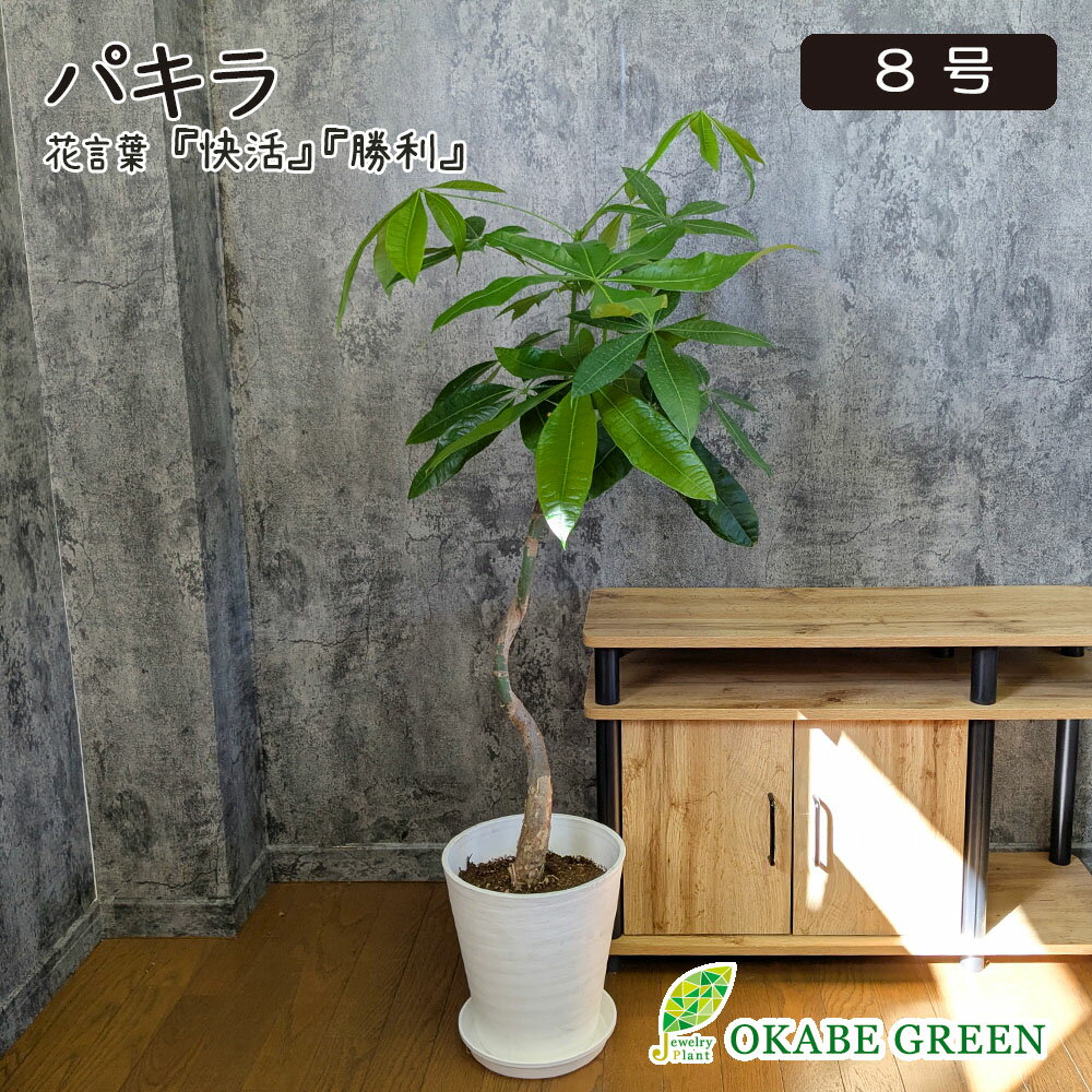 【店内全品2個同時購入10％OFFクーポン配布中】 観葉植物 大型 パキラ 幹曲がり 8号 白セラアート鉢 ラッピング無料 おしゃれ 鉢植え お祝い 誕生日 敬老 ギフト プレゼント 敬老 引越祝い 新築祝い インテリア 送料無料 [白7]