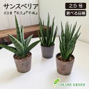 観葉植物 小さい サンスベリア 選べる品種 2.5号 ミニ プラスチック鉢 ラッピング無料 多肉植物 ミニ観葉植物 サンセベリア トラノオ おしゃれ 鉢植え お祝い 誕生日 敬老 ギフト プレゼント 引越祝い 送料無料