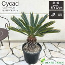 【店内全品ポイント2倍】 母の日 鉢植え ギフト プレゼント 観葉植物 大型 キンカンソテツ 10号 【現品】 ラッピング無料 金環ソテツ 金冠ソテツ 黒プラス...