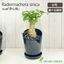 【店内全品ポイント2倍】 母の日 鉢植え ギフト プレゼント 観葉植物 ステレオスペルマム 6号 黒陶器鉢 ラッピング無料 受皿付 黒デコジャリ大付 ラデルマケ...