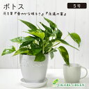 【店内全品ポイント2倍】 母の日 鉢植え ギフト プレゼント 観葉植物 ポトス 5号 選べる品種 グリーン ステータス ラッピング無料 白薔薇陶器鉢 受皿付 鉢...
