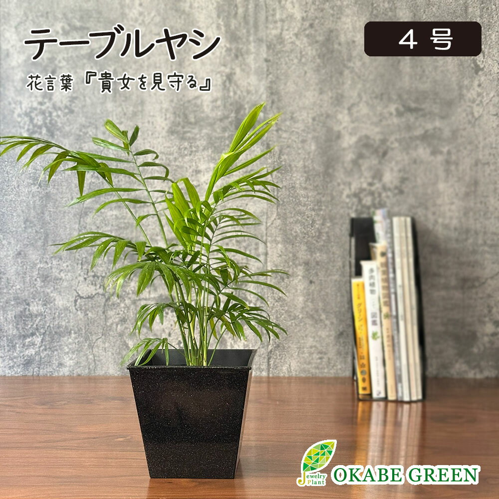 Other - 観葉植物 小さい テーブルヤシ 4号 黒プラスチック鉢カバー ラッピング無料 おしゃれ 鉢植え 人気 お祝い 誕生日 父の日 ギフト プレゼント 贈り物 インテリア 送料無料