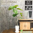 母の日 鉢植え ギフト プレゼント 観葉植物 大型 ウンベラータ フィカス 7号 【現品】 選べる樹形 選べる鉢 ラッピング無料 プラスチック鉢 アートストーン...