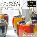 観葉植物 ユーフォルビア ヘディオトイデス 選べる樹形 【現品】 ラッピング無料 4号 選べる陶器鉢 ソーサー付 黒マットデコジャリ付 塊根植物 レア 希少品種...