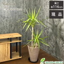 【店内全品2個で10%OFFクーポン配布】 観葉植物 大型 ユッカ 斑入り 8号鉢 【現品】 茶プラスチック鉢 ラッピング無料 黒受皿付 おしゃれ 鉢植え 大型...