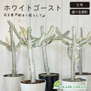 母の日 鉢植え ギフト プレゼント 観葉植物 ユーフォルビア ホワイトゴースト 【現品】 5号 選べる樹形 プラスチック鉢 ラッピング無料 多肉植物 観葉植物 ...