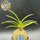 【店内全品2個で10%OFFクーポン配布】 富貴蘭 風蘭 蘭 金兜 金甲覆輪 キンカブト キンカブトフクリン 3本立 【現品】 2451 フウキラン フウラン ...