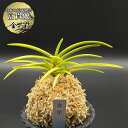 【店内全品2個で10%OFFクーポン配布】 富貴蘭 風蘭 蘭 金星 キンボシ 3本立 【現品】 2486-3 フウキラン フウラン 送料無料