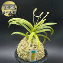 富貴蘭 風蘭 蘭 日の出錦 ヒノデニシキ 4本立 【現品】 2875-a フウキラン フウラン 送料無料