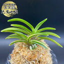 富貴蘭 大鷹丸縞 【現品】 おおたかまるしま 3本立 T715 フウキラン フウラン 送料無料 風蘭