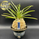 【店内全品2個で10%OFFクーポン配布】 富貴蘭 風蘭 蘭 御城覆輪 【現品】 ごじょうふくりん 5本立 8008 フウキラン フウラン 送料無料 風蘭