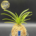 【店内全品2個で10%OFFクーポン配布】 富貴蘭 風蘭 蘭 宝錦 タカラニシキ 4本立 【現品】 8036-1 フウキラン フウラン 送料無料