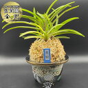 【店内全品2個で10%OFFクーポン配布】 富貴蘭 金兜 きんかぶと 4本立 【現品】 8231 ウキラン フウラン 送料無料 風蘭 蘭
