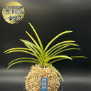 【店内全品2個で10%OFFクーポン配布】 富貴蘭 風蘭 蘭 金兜 キンカブト 3本立 【現品】 8235 フウキラン フウラン 送料無料