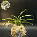 【店内全品2個で10%OFFクーポン配布】 富貴蘭 風蘭 蘭 雲龍滝 ウンリュウノタキ 4本立 【現品】 T484 フウキラン フウラン 送料無料