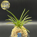 【店内全品2個で10%OFFクーポン配布】 富貴蘭 風蘭 蘭 幽谷錦 ユウコクニシキ 4本立 【現品】 t485 フウキラン フウラン 送料無料