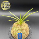 富貴蘭 風蘭 蘭 花纏縞 【現品】 はなまといしま 1本立 T504-A フウキラン フウラン 送料無料 風蘭