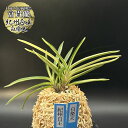 【店内全品2個で10%OFFクーポン配布】 富貴蘭 風蘭 蘭 紀州白王 白楽天 キシュウハクオウ ハクラクテン 3本立 【現品】 T52 フウキラン フウラン ...