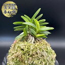 【店内全品2個で10%OFFクーポン配布】 富貴蘭 風蘭 蘭 夢幻錦 【現品】 むげんにしき 7本立 T648 フウキラン フウラン 送料無料 風蘭