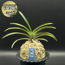 【店内全品2個で10%OFFクーポン配布】 富貴蘭 風蘭 蘭 虹雪 こうせつ 1本立 【現品】 T703-A フウキラン フウラン 送料無料