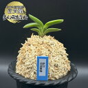 【店内全品2個で10%OFFクーポン配布】 富貴蘭 風蘭 蘭 夢幻萌黄覆輪 むげんもえぎふくりん 1本立 【現品】 T723 フウキラン フウラン 送料無料