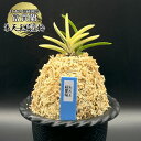 【店内全品2個で10%OFFクーポン配布】 富貴蘭 風蘭 蘭 朱天王縞覆輪 しゅてんのうしまふくりん 2本立 【現品】 T750 フウキラン フウラン 送料無料