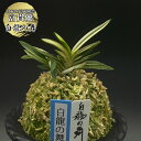 【店内全品2個で10%OFFクーポン配布】 富貴蘭 風蘭 蘭 白龍の舞 ハクリュウノマイ 2本立 【現品】 t755 フウキラン フウラン 送料無料