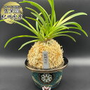 【店内全品2個で10%OFFクーポン配布】 富貴蘭 風蘭 蘭 紀州雪虎 【現品】 きしゅうせっこ 5本立 TS フウキラン フウラン 送料無料 風蘭