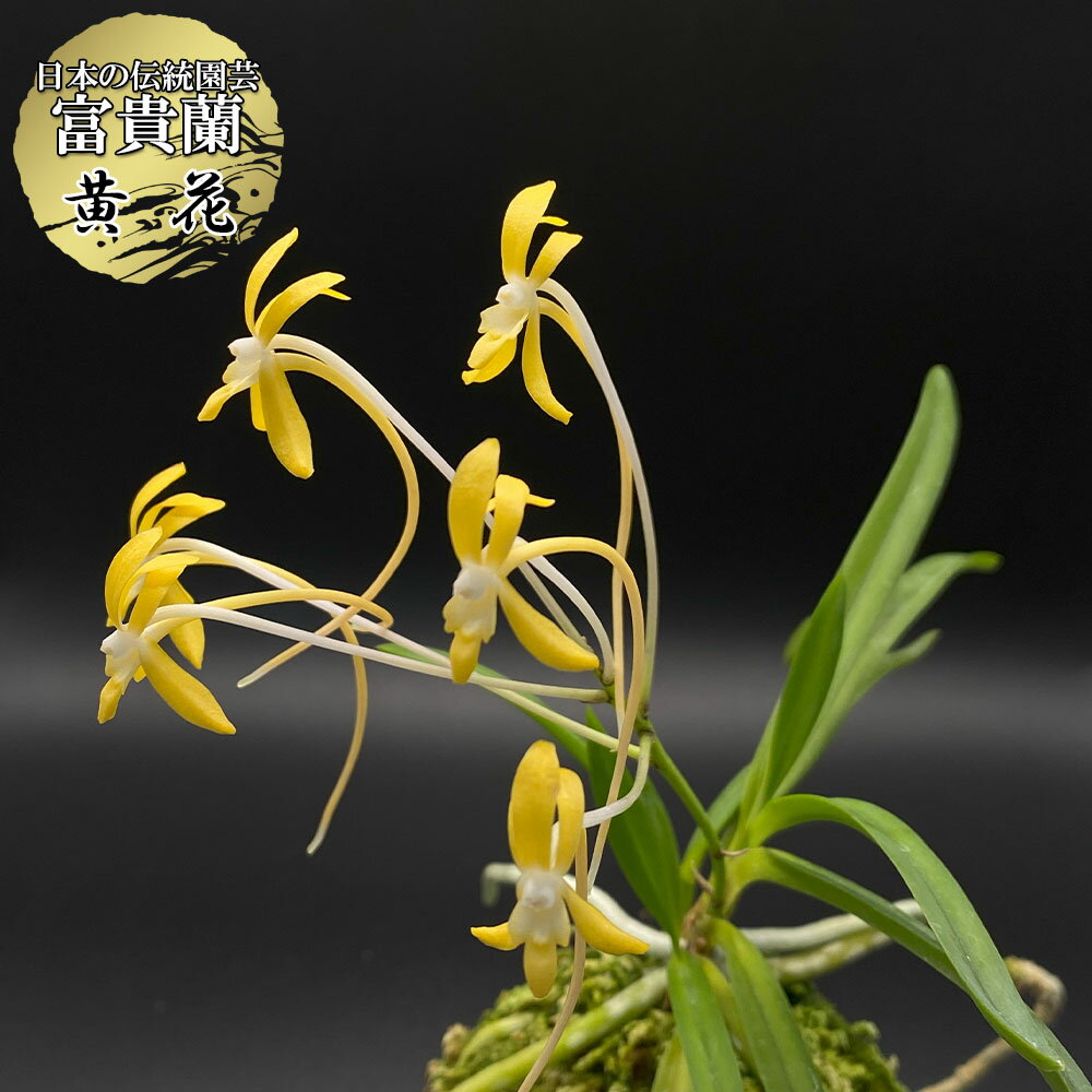 楽天市場】富貴蘭 黄花の通販