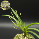 【店内全品2個で10%OFFクーポン配布】 富貴蘭 小野小町 1本と2芽 おののこまち 【現品】 T425-A フウキラン フウラン 送料無料 風蘭