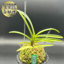 富貴蘭 風蘭 蘭 白牡丹 はくぼたん 2本立 【現品】 T619-A フウキラン フウラン 送料無料 風蘭