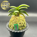 富貴蘭 風蘭 蘭 御神渡 おみわたり 2本と小芽 【現品】 T668 フウキラン フウラン 送料無料 風蘭