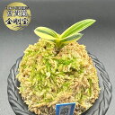 富貴蘭 風蘭 蘭 金剛宝 こんごうほう 1本立 【現品】 T728 豆葉 フウキラン フウラン 送料無料 風蘭